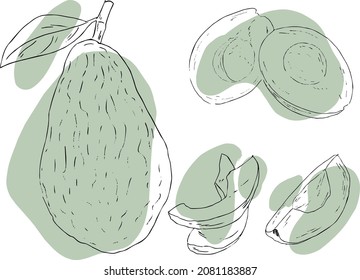 set of avocado contour images. Vector illustration