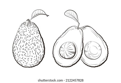 Un conjunto de ilustraciones vectoriales de aguacate