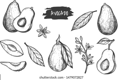 set of avocados. Vector graphics. Hand drawing
