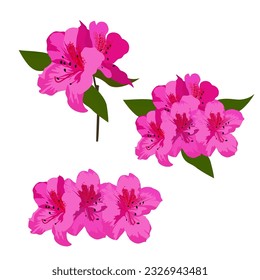 Set of Azalea flower isolated on white background. vector illustration. flower vector.