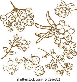 Set of b berries in sepia 2. Hand drawn illustration. 