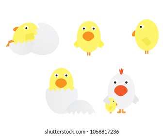 Set of baby chicken vector illustrations on white background