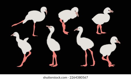 Set of baby flamingo birds. vector isolated. elegant flamingo birds family.