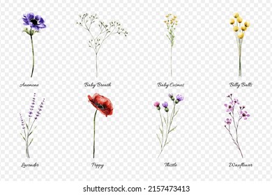 Conjunto de acuarela de flores de bebé sobre fondo transparente. Ilustración del vector