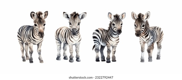 Set of baby zebra animal watercolor isolated on white background. Vector illustration