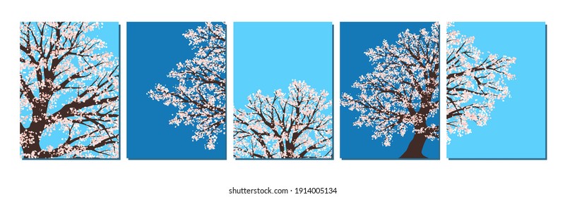 Set of backgrounds with sakura tree on the blue backrop. Cherry blossoms, branches. Spring composition.