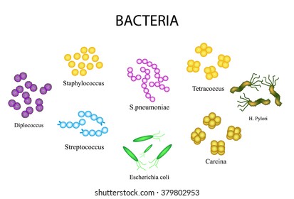 2,061 Streptococcus pneumoniae Images, Stock Photos & Vectors ...