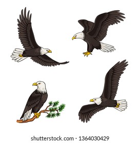 Set of bald eagles - flying and sitting. Vector illustration. EPS8