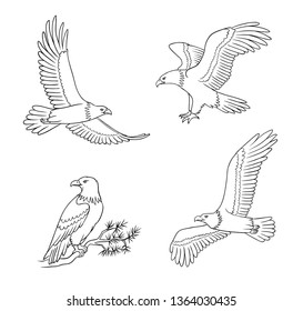Set of bald eagles in outlines - flying and sitting. Vector illustration. EPS8