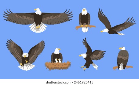 A set of bald eagles. Vector illustrations on a blue background: a flying eagle, an eagle on a branch, a nest with chicks. Icons for bird watching, nature and ornithology themes.