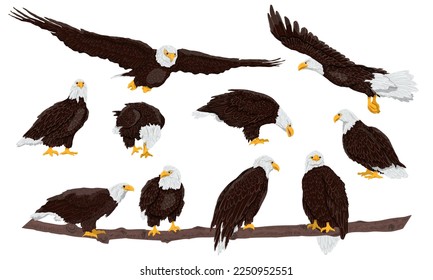Set of bald eagles. Wild birds eagles fly, stand and sit on branches. USA symbol. Realistic vector animal