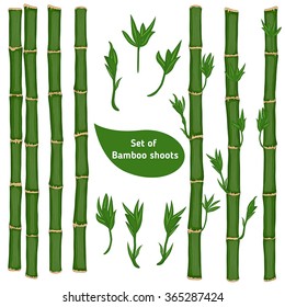 Set of bamboo branches isolated on white background