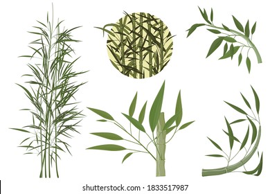 Set of bamboo items, the trees with foliage, angular frame, round medallion with a bamboo stem. Collection for decorating household items or labels. Vector illustration isolated on a white background.