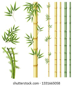 Set of bamboo plant illustration