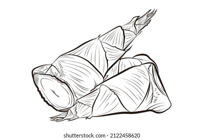 A set of Bamboo shoot vector illustration