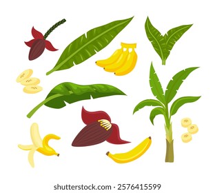 Set of banana element collection, Banana blossom with half, slices, flower, tree, leaves, banana with peel and bunch of ripe yellow banana fruit, natural food snack for vegetarian nutrition.