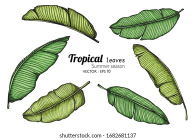 Set of Banana leaf drawing illustration with line art on white background.