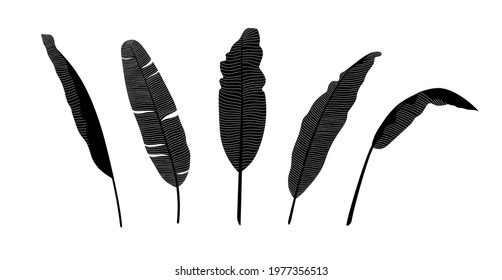 Set of banana leaf silhouettes with white streaks. Isolated trendy tropical leaf template on white background. Botanical design for organic cosmetics, flower store. Stock vector illustration.