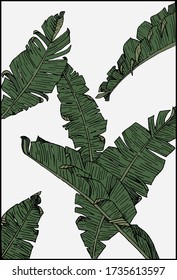 Set of banana leaves. Poster of hand-drawn banana leaves. Exotic vector foliage.