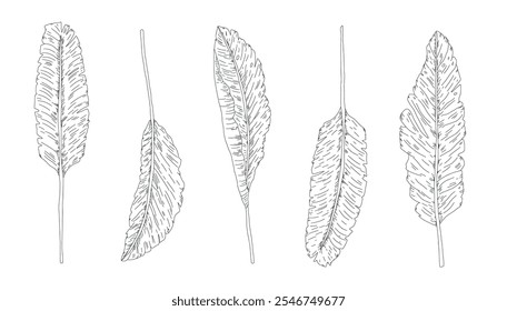 Conjunto de esboço de folhas de banana. ilustração de coleção botânica estilizada à mão desenhada em vetor isolada no fundo branco.