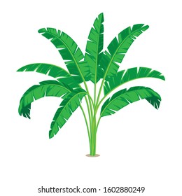 Set of the banana palm. Exotic tropical plants with green leaves and flower, isolated on white transparent background. Eps10 vector illustration.