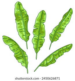 Set of banana palm leaves. Decorative image of tropical foliage and plants.