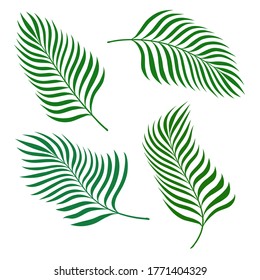 Set of banana palm leaves design elements on white, stock vector illustration