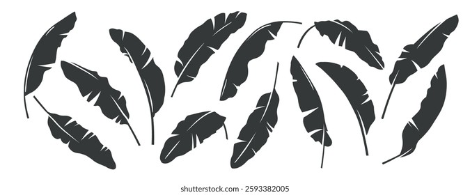 Set of banana palm leaves. Tropical vector illustration. Vector silhouettes isolated on white background. Black and white design. Collection of monochrome elements. 