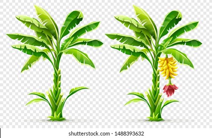 Set of Banana palm tree with fruits. Exotic tropical plants with green leaves and flower, Isolated on transparent grid background. Eps10 vector illustration.