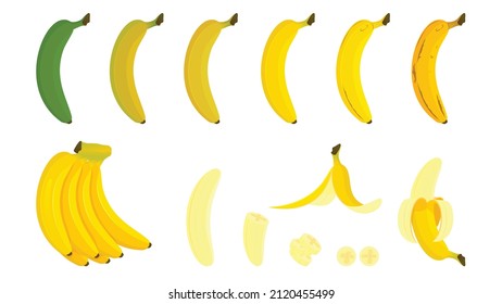 Set the bananas completely raw into ripening. Cartoon bananas. Peel the bananas, yellow fruit and a bunch of bananas. Tropical fruits, banana snacks or vegetarian nutrients. Vector illustration icon.