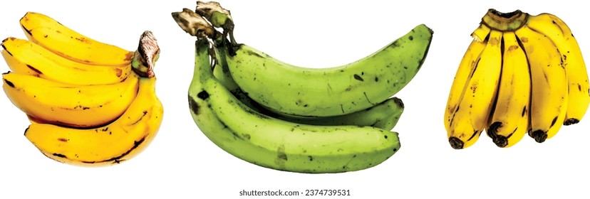 Set of bananas isolated on a white surface. Vector illustration - EPS - 10
