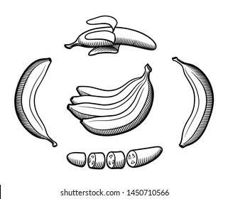 Set bananas in retro style  Bunch bananas   single fruits  Peeled   sliced banana  Black   white vector illustration