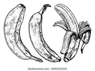 Set of bananas sketch. Sweet fruit banana. Tropical food. Hand drawn vector line illustration.