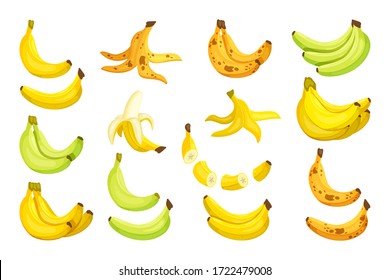 Set bananas. Sweet ripe bananas bunch separate green ripened yellow overripe with spot whole sliced peeled organic natural vegan fresh fruit vitamin. Vector graphics.