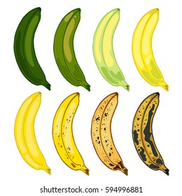 Set bananas varying degrees of maturation, vector illustration