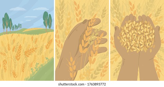 Banner mit Herbstlandschaft des Weizenfeldes. Landwirtschaft, Natur, Ernte im Bauernhof. Bauer, der Ohren und reife Weizenkörner in Händen hält. Erwachsener, der auf dem Lande Ernte sammelt. Vektorgrafik