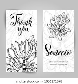 Set of banners with hand drawn senecio, sketch style vector illustration isolated on white background. Wild floral exotic tropical plant. Black and white of senecio