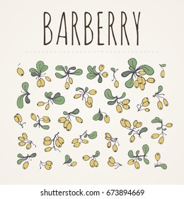 Set of barberry. Collection of hand drawn berries. Vector illustration