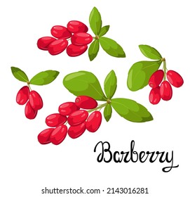 A set of barberry twigs on a white background. Spice. Cartoon design.
