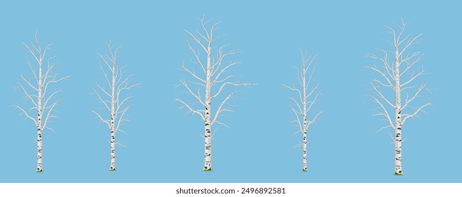 Set of bare birch trees in the early spring  season without leaves against blue sky background. Isolated vector illustration for design elements.