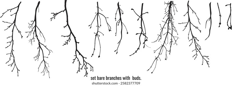 Set bare branches with tiny closed buds winter scene nature branches