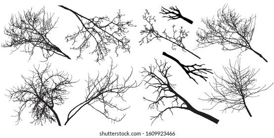 Set of bare branches trees. Silhouettes of autumn different branches trees. Vector illustration.