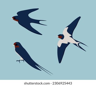 Set of Barn swallow. Hirundo rustica isolated on blue background. Bird is sitting and flying. Vector illustration.