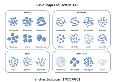 789 Spiral shaped bacteria Images, Stock Photos & Vectors | Shutterstock