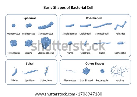 Set of basic shapes and arrangements of bacteria. Microbiology. Types of shapes: spherical, rod-shaped and spiral. Vector illustration in flat style isolated over white background Stock photo © 