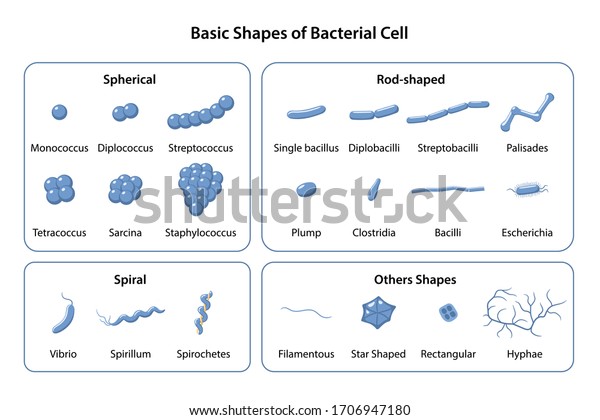 Set of basic\
shapes and arrangements of bacteria. Microbiology. Types of shapes:\
spherical, rod-shaped and spiral. Vector illustration in flat style\
isolated over white\
background