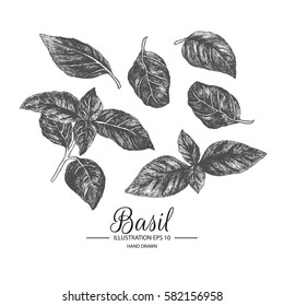 Set of basil. Hand drawn collection by ink and pen sketch. Isolated vector elements can use for fruit and vegetable products and health care goods packaging.