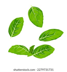 Set of basil isolated on white background, vector illustration.