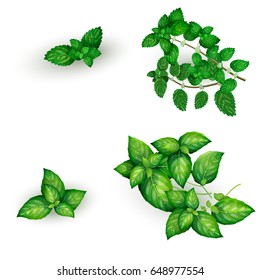 Set of basil and mint in realistic style, isolated on white background