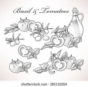 Set of basil and tomatoes hand drawn compositions